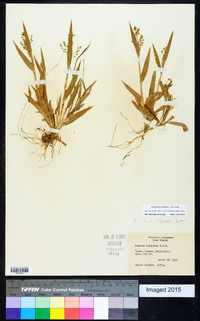 Dichanthelium laxiflorum image