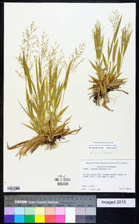 Dichanthelium laxiflorum image