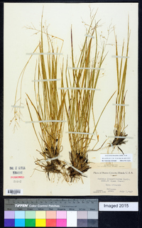 Dichanthelium linearifolium image