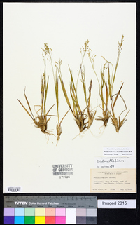 Dichanthelium linearifolium image