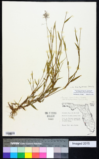 Dichanthelium acuminatum subsp. longiligulatum image