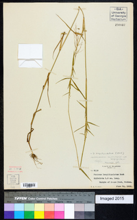 Dichanthelium acuminatum subsp. longiligulatum image