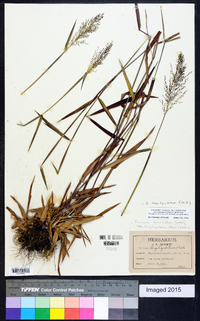 Dichanthelium acuminatum subsp. longiligulatum image