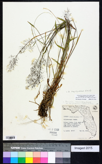 Dichanthelium acuminatum subsp. longiligulatum image