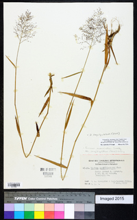 Dichanthelium acuminatum subsp. longiligulatum image