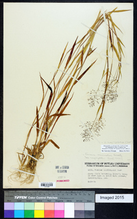 Dichanthelium acuminatum subsp. longiligulatum image