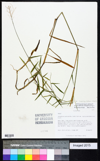 Dichanthelium acuminatum subsp. longiligulatum image