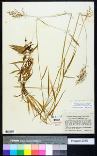 Dichanthelium acuminatum subsp. longiligulatum image