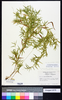 Dichanthelium acuminatum subsp. longiligulatum image