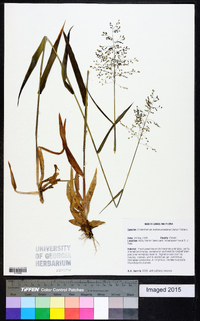 Dichanthelium dichotomum subsp. mattamuskeetense image