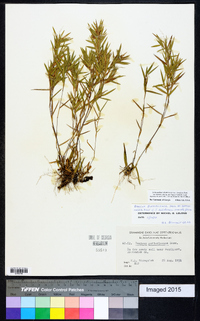 Dichanthelium acuminatum subsp. columbianum image