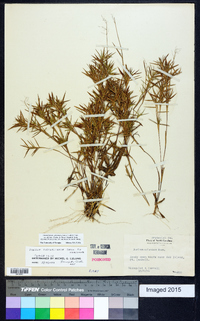 Dichanthelium acuminatum subsp. columbianum image