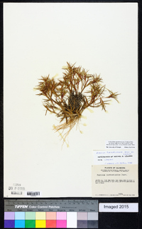 Dichanthelium acuminatum subsp. columbianum image