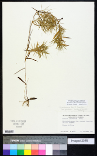 Dichanthelium acuminatum subsp. implicatum image