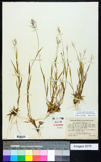 Dichanthelium acuminatum subsp. implicatum image