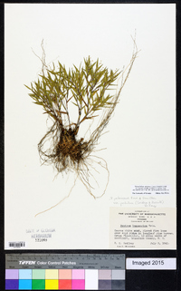 Dichanthelium acuminatum subsp. implicatum image