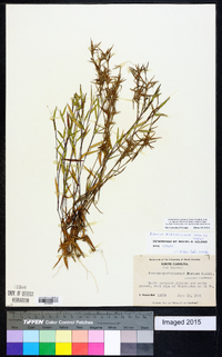 Dichanthelium acuminatum subsp. columbianum image