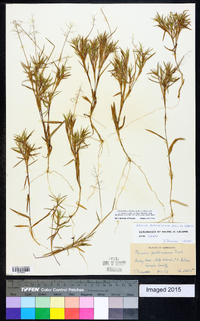 Dichanthelium acuminatum subsp. columbianum image