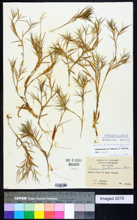 Dichanthelium acuminatum subsp. columbianum image