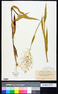 Dichanthelium scoparium image