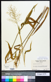 Dichanthelium scoparium image