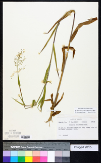 Dichanthelium scoparium image