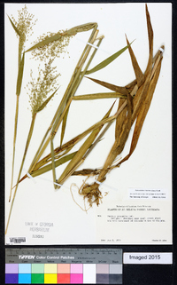 Dichanthelium scoparium image