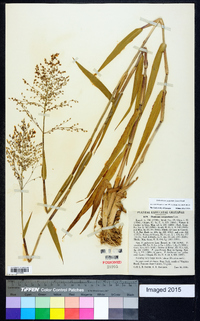 Dichanthelium scoparium image