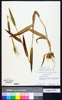 Dichanthelium scoparium image