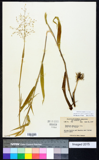 Dichanthelium scoparium image