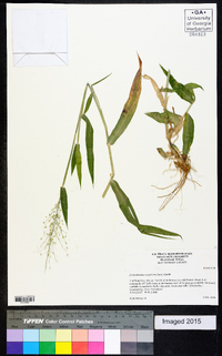 Dichanthelium scoparium image