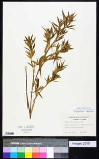 Dichanthelium scoparium image