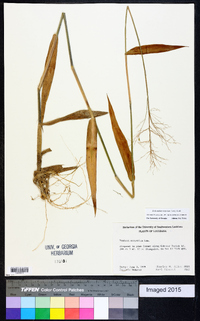 Dichanthelium scoparium image