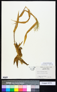 Dichanthelium polyanthes image