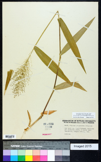 Dichanthelium polyanthes image