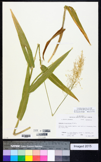 Dichanthelium polyanthes image