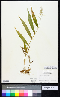 Dichanthelium polyanthes image