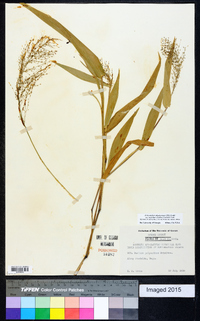 Dichanthelium polyanthes image