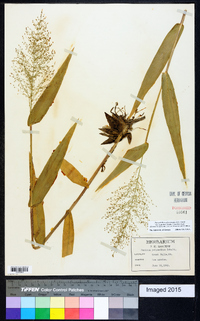 Dichanthelium polyanthes image