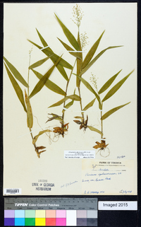 Dichanthelium sphaerocarpon var. sphaerocarpon image