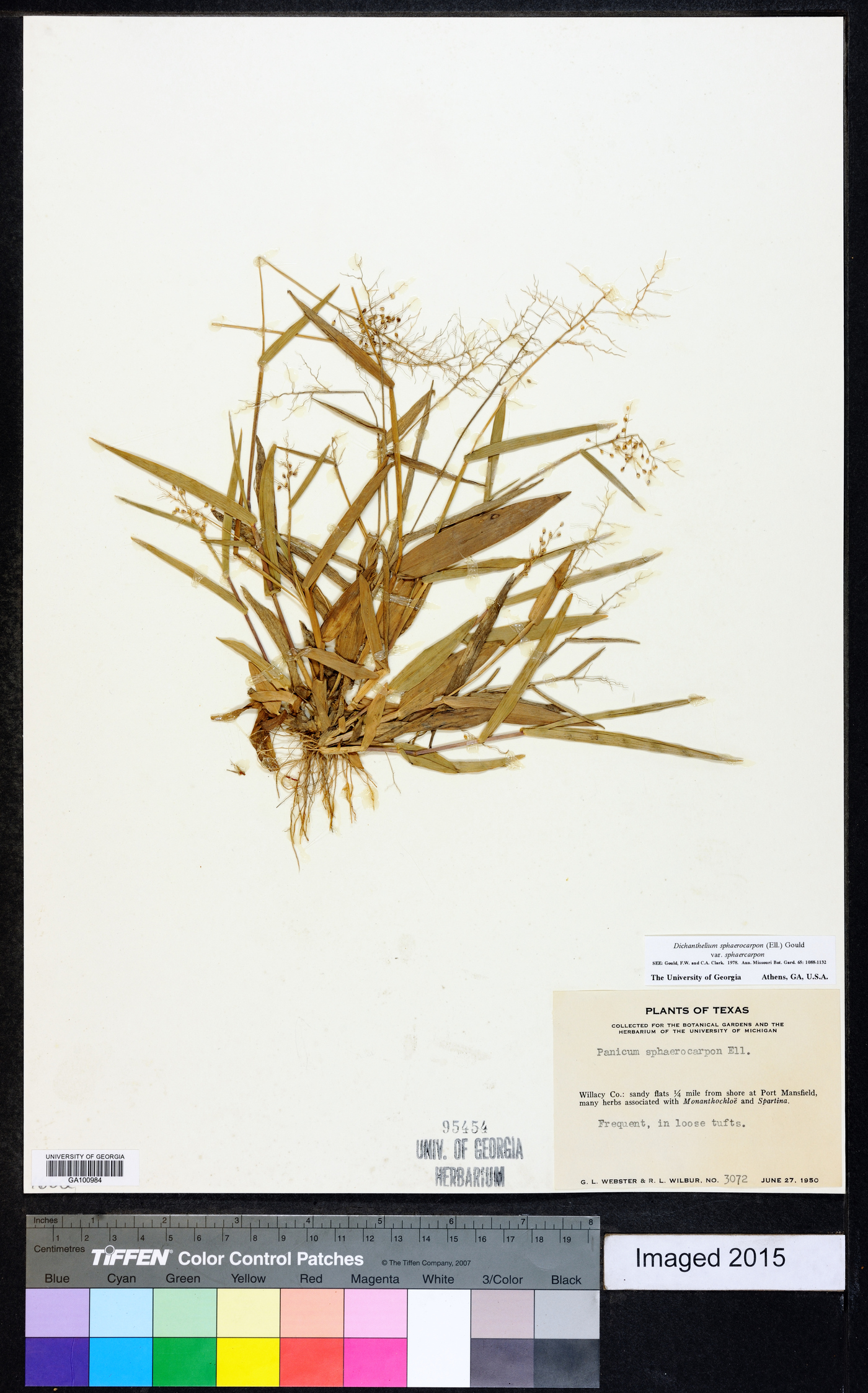 Dichanthelium sphaerocarpon var. sphaerocarpon image