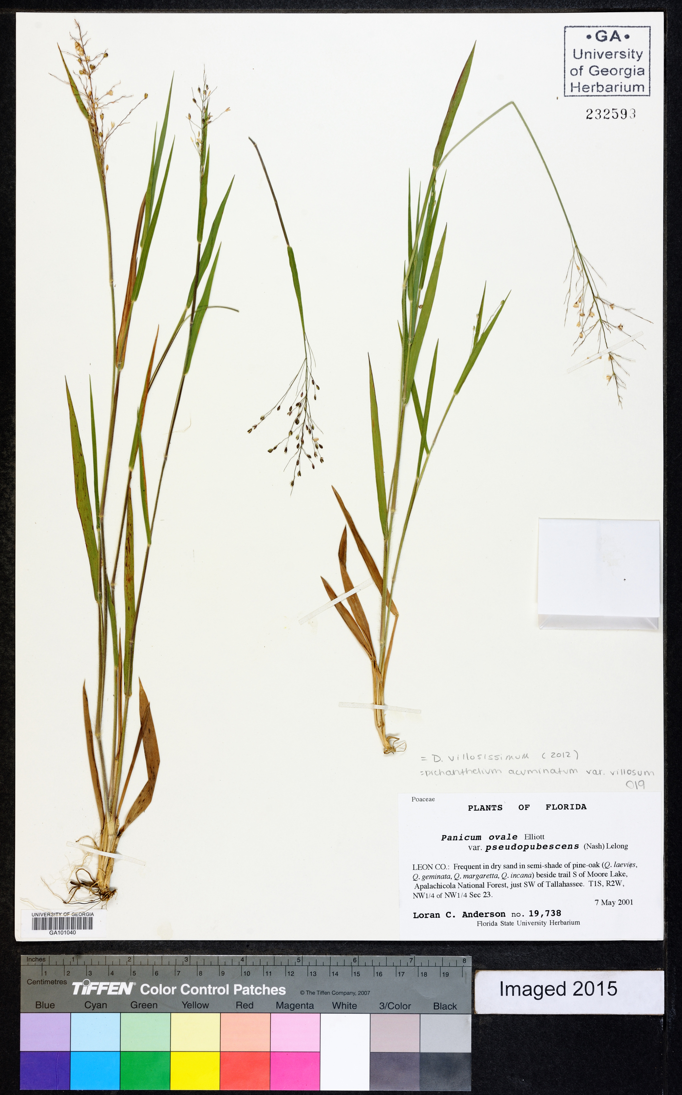 Dichanthelium villosissimum image