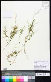 Dichanthelium wrightianum image