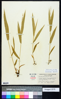 Dichanthelium xanthophysum image