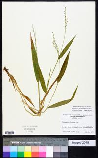 Dichanthelium xanthophysum image