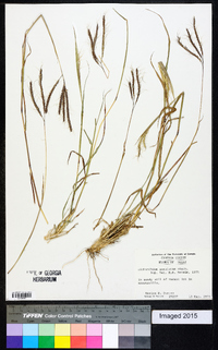 Dichanthium annulatum image