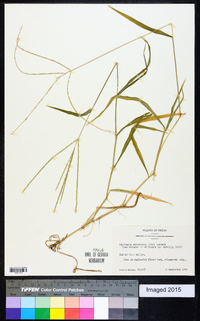 Digitaria ciliaris image