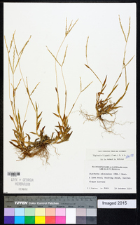 Digitaria bicornis image