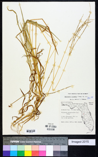 Digitaria bicornis image