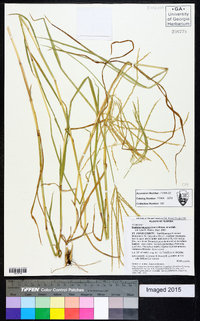 Digitaria bicornis image